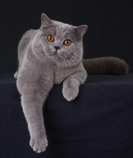 British Shorthair kitten Texas