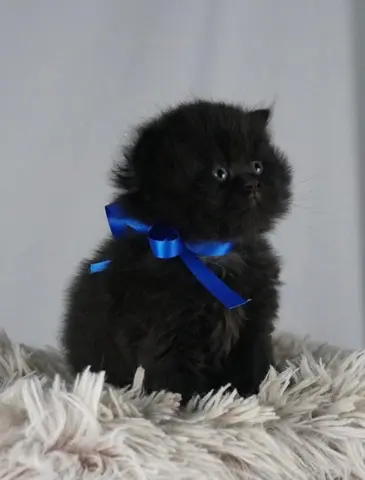 Onyx, adopted by a Houston Texas family
