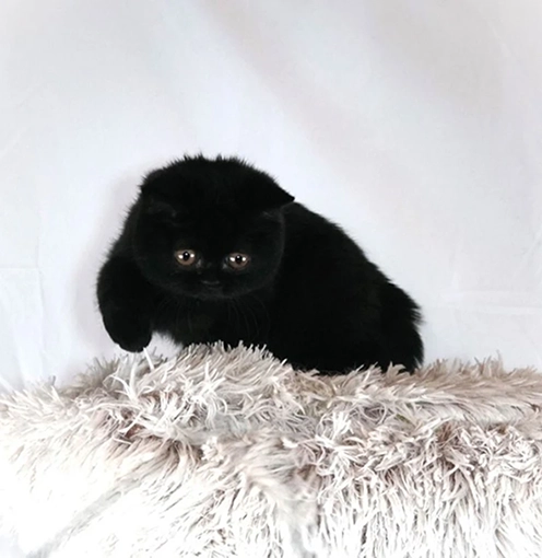 Blue British Shorthair kitten from champion bloodlines Mantra Cats Houston