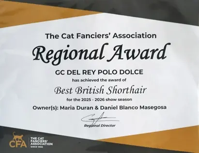 CFA championship award certificate for Mantra Cats
