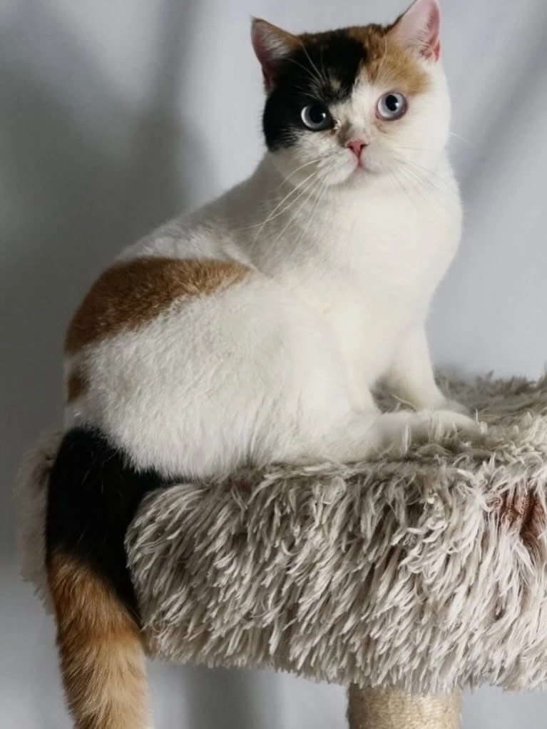 Blue Eyed British Shorthair Kitten