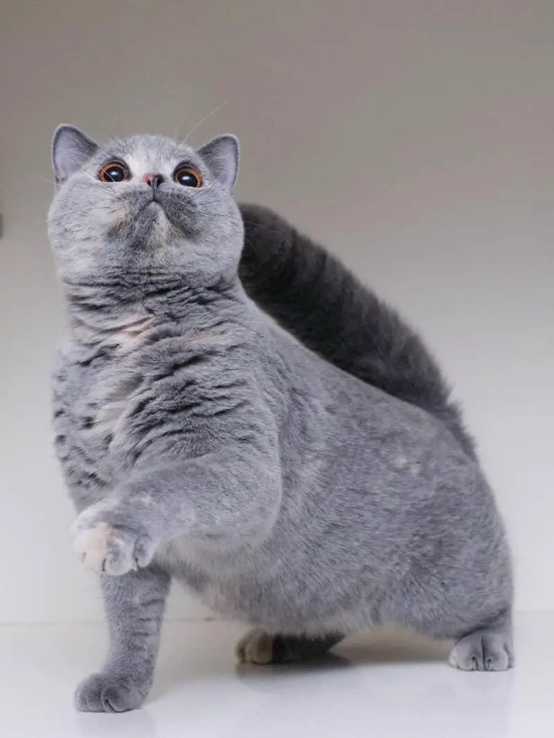 Blue Tortie British Shorthair Kitten