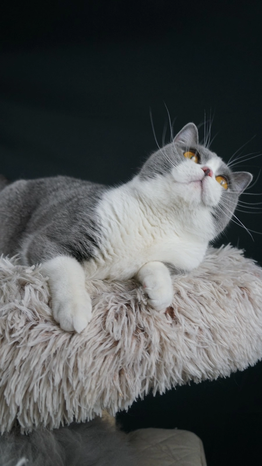 Blue and White British Shorthair Kitten