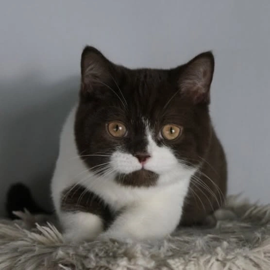 Chocolate and White British Shorthair Kitten