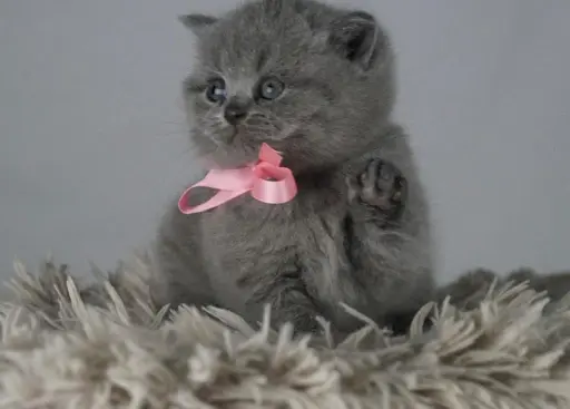 Chonqueta, one of the girls at Mantra Cats