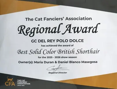 CFA championship award certificate for Mantra Cats