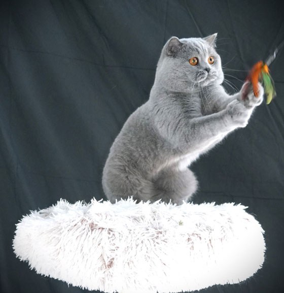 British Shorthair Texas