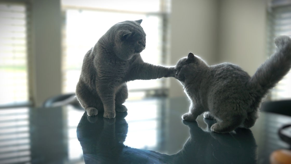 Polo, regional champion British Shorthair, pictured with one of his show-quality kittens, highlighting exceptional lineage.
