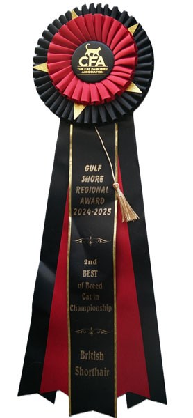 CFA cat show championship rosette award Polo British Shorthair