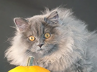 British Longhair kitten with plush coat Houston breeder