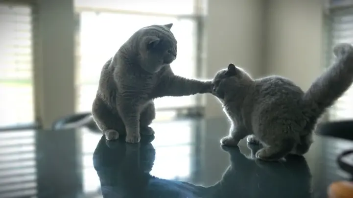Polo, regional champion British Shorthair, pictured with one of his show-quality kittens, highlighting exceptional lineage.