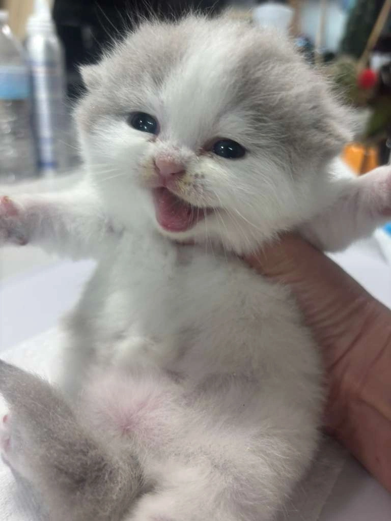 Lilac and White British Shorthair Kitten