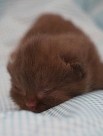 Nutella, adopted by a Round Rock Texas family