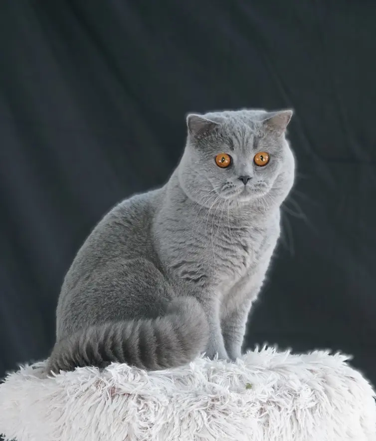 Polo, a blue British Shorthair male and CFA Regional Champion