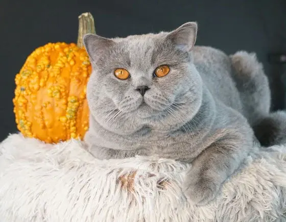Polo, CFA Grand Champion and Regional Winner British Shorthair