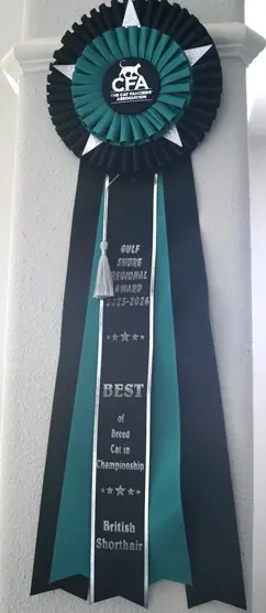 CFA award ribbon from Mantra Cats