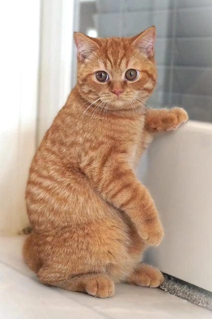 Red Mackarel Tabby British Shorthair Kitten