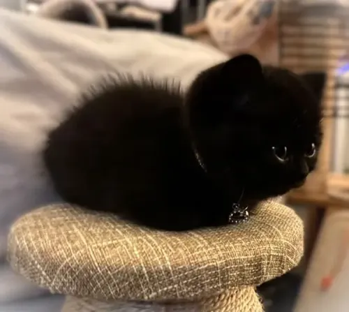 Princess Luna (Black Female)- DOB 07/25/26 Reseved by a Corpus Christi, TX Family