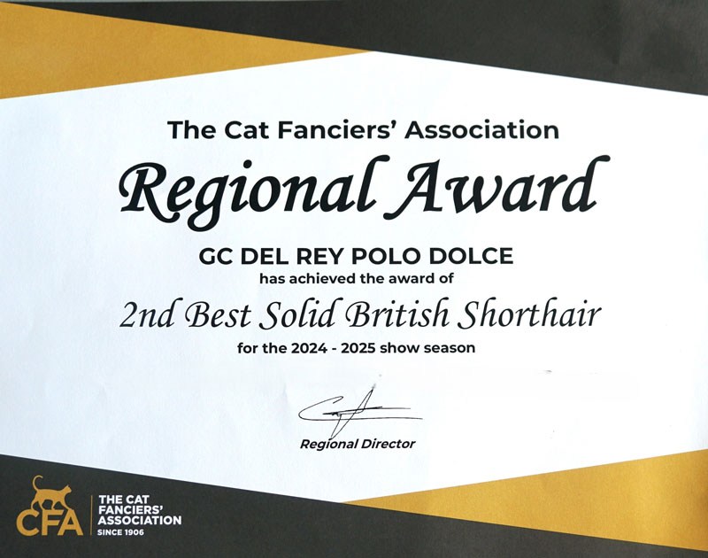 CFA cat show championship award certificate for Polo Best British Shorthair