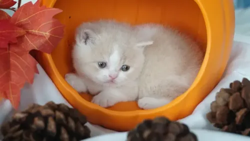 Prince Henry - (Light Cream Bicolor Male) DOB 09/11/26 Reserved by a Spring, TX Family