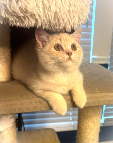 Sir Biscuit Von Chonker - Adopted by a Houston, TX Family