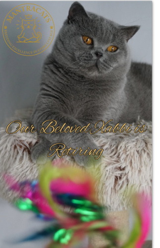 Xabbi (Retired) - Available