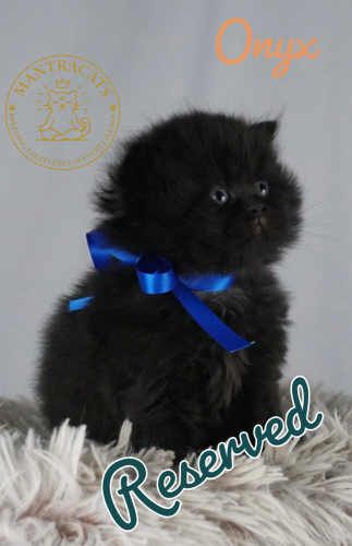 Onyx