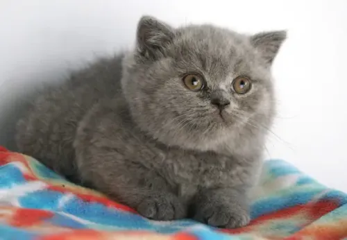 Prince Michael (Blue Male) DOB 09/07/26 Reserved by a Houston Family