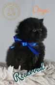 Onyx