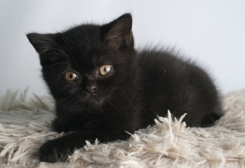 Princess Nyx (Black Female) - DOB 07/25/26 Reserved by a Forth Worth TX, Family