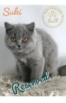 Suki
