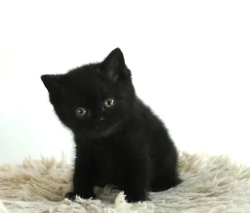 Prince Achilles (Black Male) - DOB 07/25/26 Reserved to an Alvin, TX Family