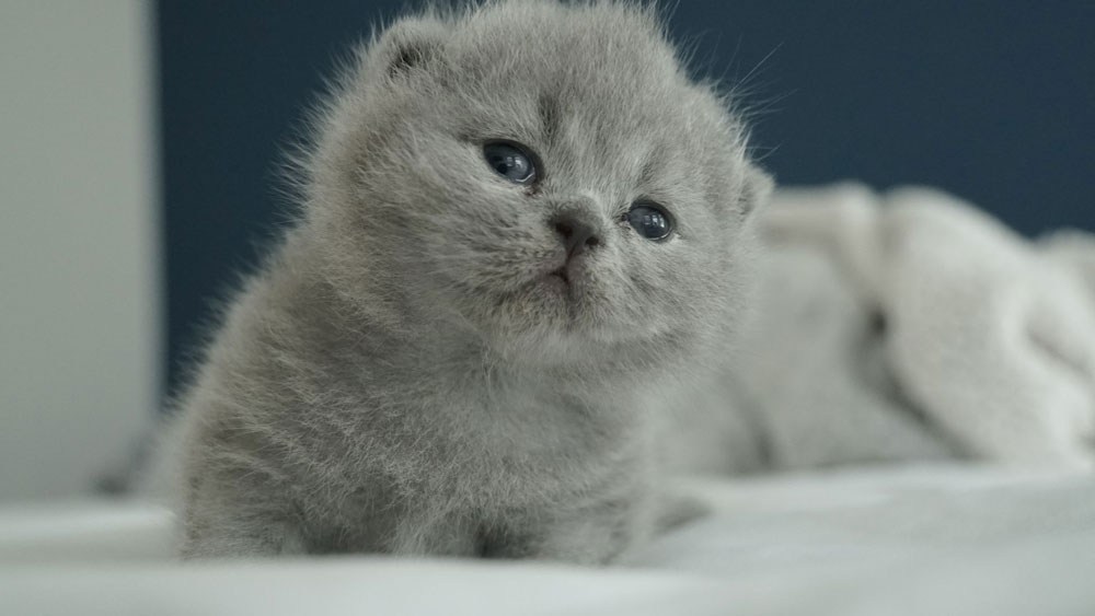 Blue British Shorthair kitten from champion bloodlines Mantra Cats Houston