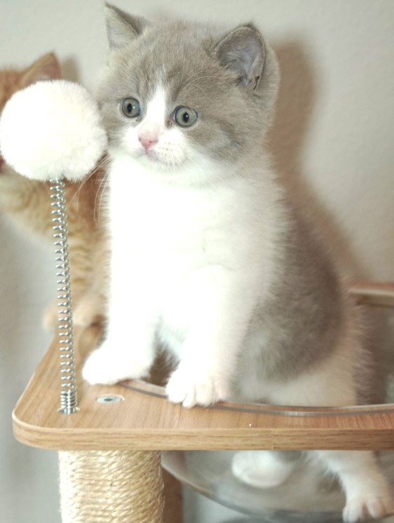 British Shorthair kittens playing in home environment Houston Texas