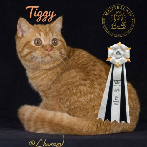 Tiggy