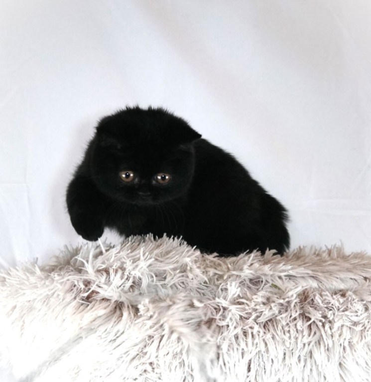 Blue British Shorthair kitten from champion bloodlines Mantra Cats Houston