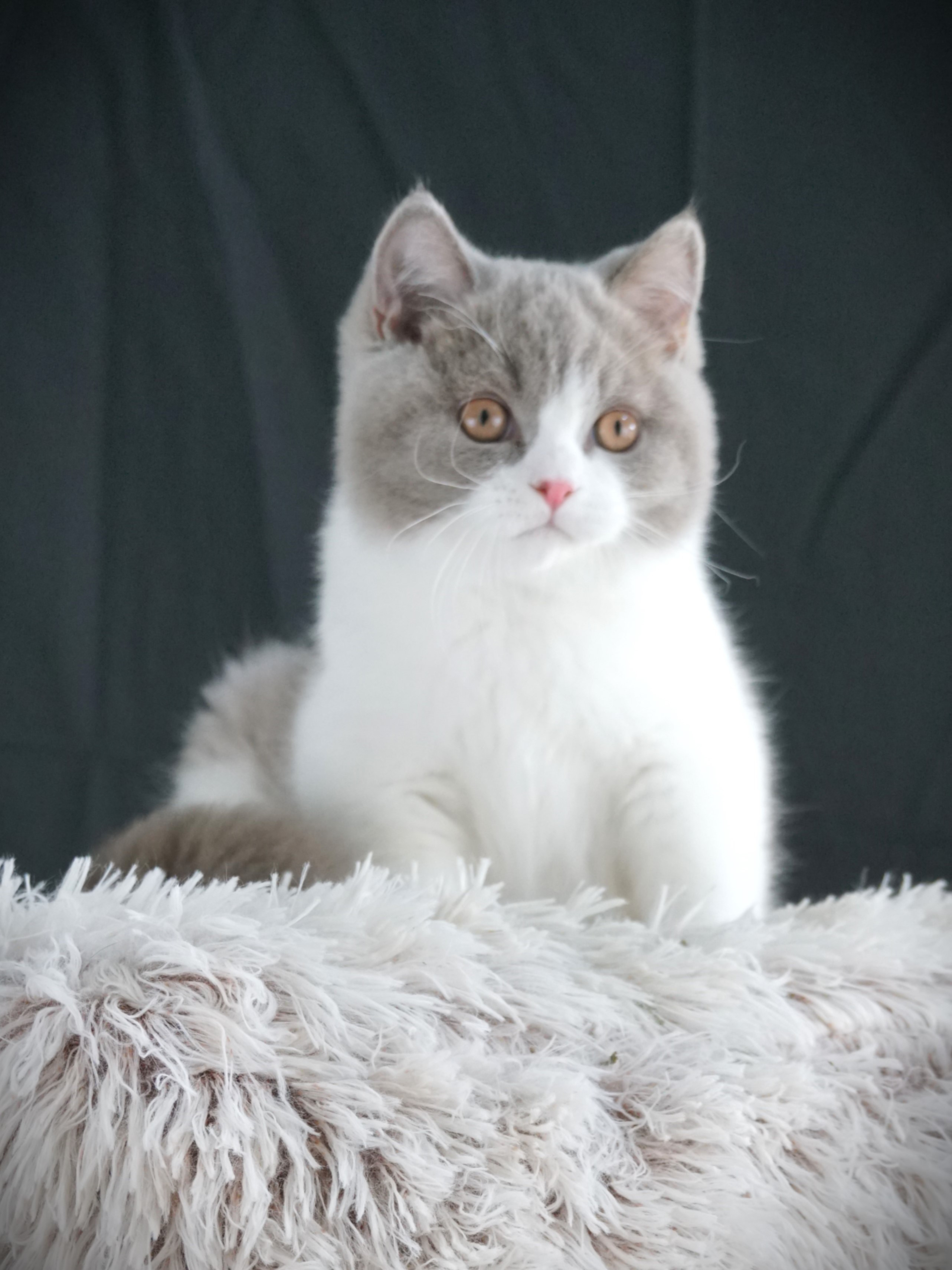 Mantra Cats booth at cat show displaying British Shorthairs