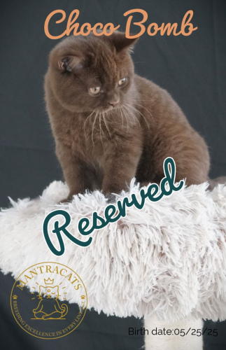 Choco Bomb