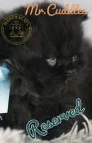 Mr. Cuddles