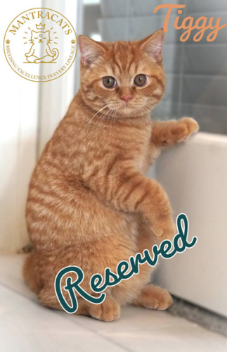 Tiggy