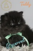 Teddy