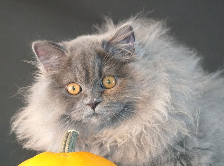 British Longhair kitten with plush coat Houston breeder
