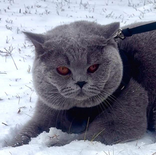 Polo CFA Gulf Shore Regional Champion 2024-2025 blue British Shorthair with rosette